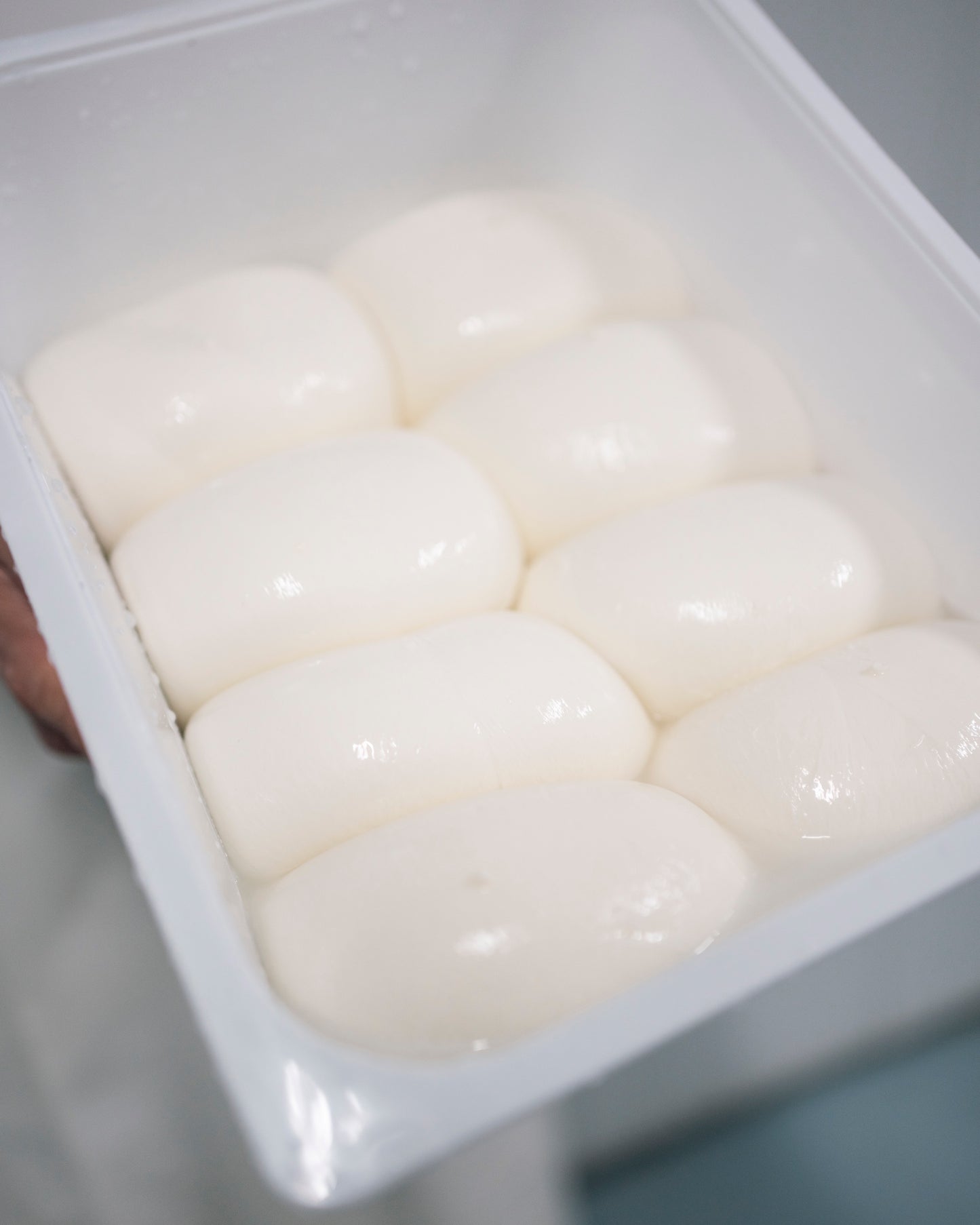MOZZARELLA FIOR DI LATTE bolas 500 gr - bandejas 8 Ud. - peso neto tot. 4,1 kg